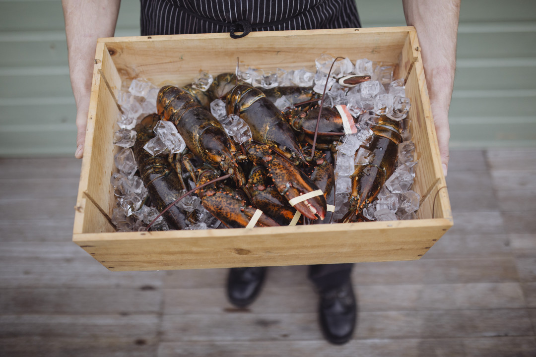 A box of lobsters on ice